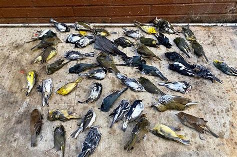 鳥 死|大都会で起きている、渡り鳥の大量死 事故を防ぐためにできる。